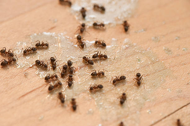 Best Residential Pest Control  in Vinco, PA
